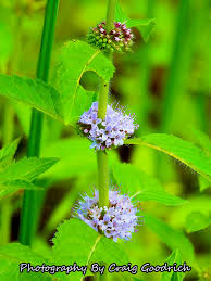 Attēlu rezultāti vaicājumam “Mentha arvensis flower”