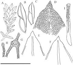 Attēlu rezultāti vaicājumam “Harpanthus flotovianus cells”