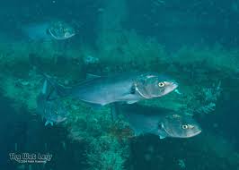 Image result for Pomatomus saltatrix