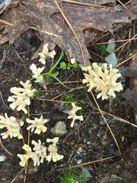Attēlu rezultāti vaicājumam “Tremellodendropsis tuberosa”