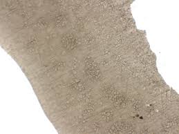 Attēlu rezultāti vaicājumam “Dianema depressum macro”