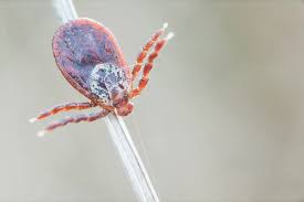 Attēlu rezultāti vaicājumam “Dermacentor reticulatus”