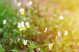 Attēlu rezultāti vaicājumam “Viola arvensis flower”