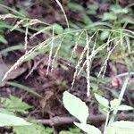 Attēlu rezultāti vaicājumam “Glyceria striata fruit”