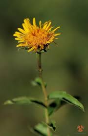 Attēlu rezultāti vaicājumam “Inula salicina”