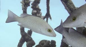 Image result for Lutjanus griseus