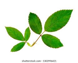 Attēlu rezultāti vaicājumam “Rosa subcanina leaf”