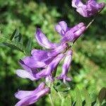 Attēlu rezultāti vaicājumam “Vicia tenuifolia flower”
