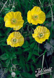 Image result for Meconopsis cambrica