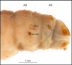 Attēlu rezultāti vaicājumam “Pyralididae”