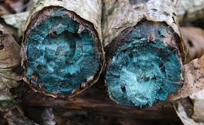 Attēlu rezultāti vaicājumam “Chlorociboria aeruginascens”