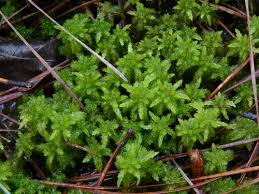 Attēlu rezultāti vaicājumam “Sphagnum inundatum”