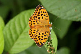 Attēlu rezultāti vaicājumam “Argynnis laodice male”