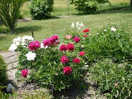 Attēlu rezultāti vaicājumam “Paeonia lactiflora flower”