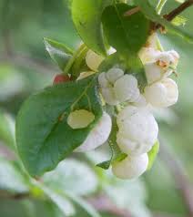 Attēlu rezultāti vaicājumam “Exobasidium vaccinii”