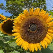 Image result for Sonnenblume