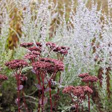 Attēlu rezultāti vaicājumam “Hylotelephium telephium flower”