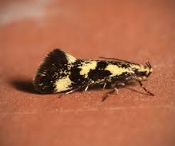 Attēlu rezultāti vaicājumam “Denisia similella”