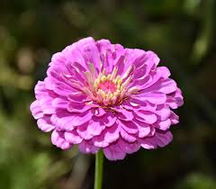 Image result for Zinnia elegans