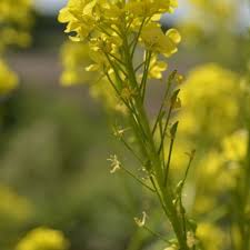 Attēlu rezultāti vaicājumam “Bunias orientalis”