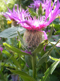 Image result for Centaurea pseudophrygia