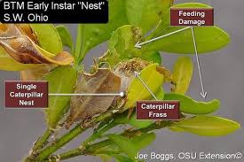 Attēlu rezultāti vaicājumam “Diderma umbilicatum stalked”