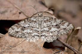 Attēlu rezultāti vaicājumam “Ectropis crepuscularia”