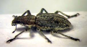 Attēlu rezultāti vaicājumam “Sitona sp.”