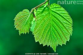 Attēlu rezultāti vaicājumam “Corylus avellana leaf”