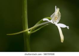 Attēlu rezultāti vaicājumam “Platanthera bifolia flower”