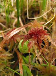 Attēlu rezultāti vaicājumam “Sphagnum warnstorfii”