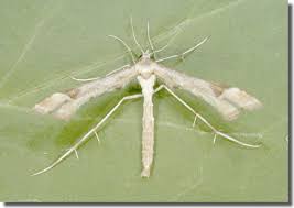 Attēlu rezultāti vaicājumam “Platyptilia gonodactyla”