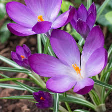 Attēlu rezultāti vaicājumam “Crocus tommasinianus”