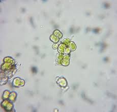 Attēlu rezultāti vaicājumam “Pleurococcus vulgaris”