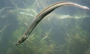 Image result for Anguilla anguilla