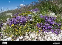 Attēlu rezultāti vaicājumam “Acinos arvensis flower”
