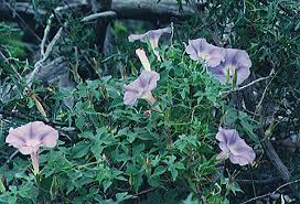 Attēlu rezultāti vaicājumam “Convolvulaceae”
