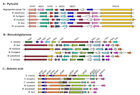 Attēlu rezultāti vaicājumam “Myriosclerotinia scirpicola”