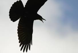 Attēlu rezultāti vaicājumam “Corvus frugilegus adult”