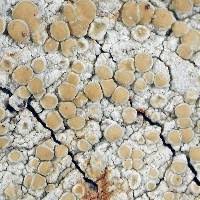 Attēlu rezultāti vaicājumam “Lecanora albella”