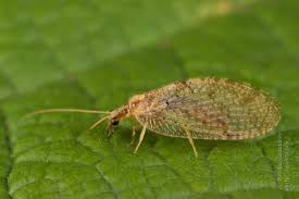 Attēlu rezultāti vaicājumam “Hemerobiidae”