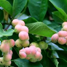 Attēlu rezultāti vaicājumam “Magnolia kobus fruit”