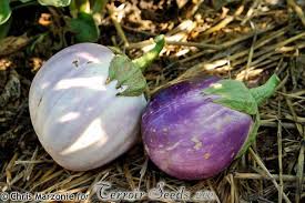 Afbeeldingsresultaat voor rosa bianca eggplant