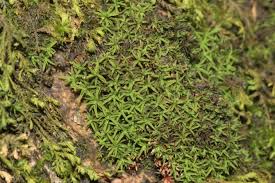 Attēlu rezultāti vaicājumam “Bryoerythrophyllum recurvirostrum”