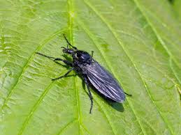 Attēlu rezultāti vaicājumam “Bibionidae”