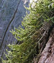 Attēlu rezultāti vaicājumam “Neckera complanata sporophyte”