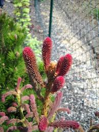 Attēlu rezultāti vaicājumam “Picea abies fo. virgata leaf”