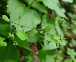 Attēlu rezultāti vaicājumam “Diderma radiatum young”