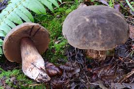 Attēlu rezultāti vaicājumam “Porphyrellus porphyrosporus”