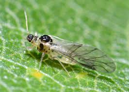 Attēlu rezultāti vaicājumam “Chaitophorus populeti”